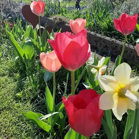 Morgensonne Appenweier